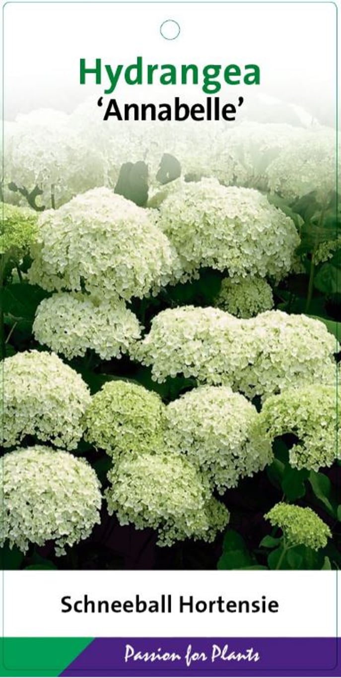 Hydrangea a. 'Annabelle' - C3 30-40 CM